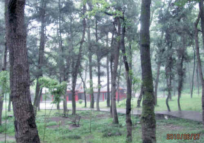 古来より中国では、松と柏（中国では檜）は墓地に植えられる樹木とされてきた。