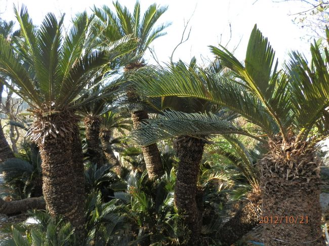 幹の太いソテツの木です。