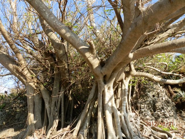 ガジュマルですね。