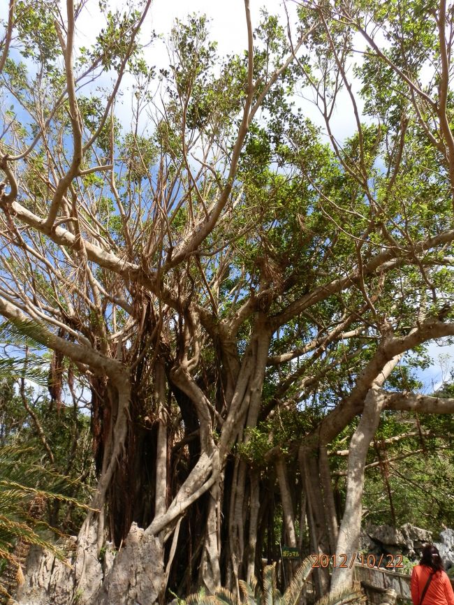 御願ガジュマルです。<br />キジムナーが宿ると言われてます。