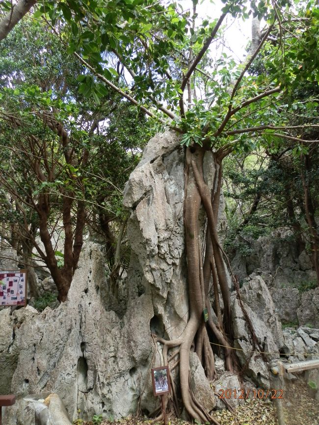 岩と木が合体してます。