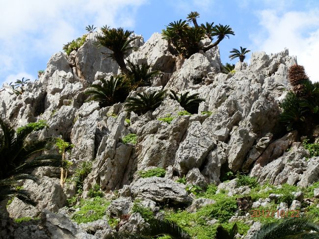 岩の間からたくさんのソテツが林立してます。<br />生命力を感じます。