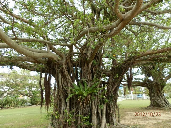 さりげなく、すっごい立派なガジュマルです。