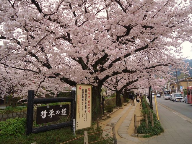 東京11時発の夜行バスにて<br /><br />6時ちょい過ぎに京都到着。<br /><br />今回のバス代はなんと2700円(・∀・)安いわ〜<br /><br />(ちなみに帰りのバス代は2900円！)<br /><br />早速友人宅がある一乗寺まで行き荷物を置いて<br /><br />近場の銀閣寺周辺からまわります。