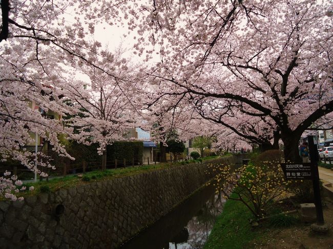 哲学の道<br /><br />満開でした〜(^_^)<br /><br />ただ曇り空が残念(´д｀)