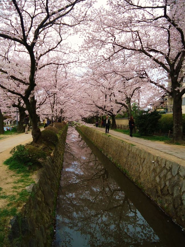 本当は来週に京都来ようかなァ〜と思っていたけど<br /><br />友人が今咲いてるから来週だと<br /><br />もう散ってるかもと教えてくれて<br /><br />早めに来てよかった〜