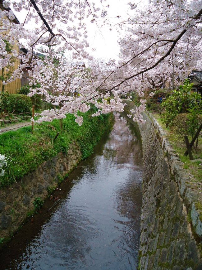 何度か京都に行きたいな〜と思いつつも<br /><br />なかなか私には敷居が高かった京都。<br /><br />今回は贅沢に期間を長くかけて見学です<br /><br />(*≧∀≦*)