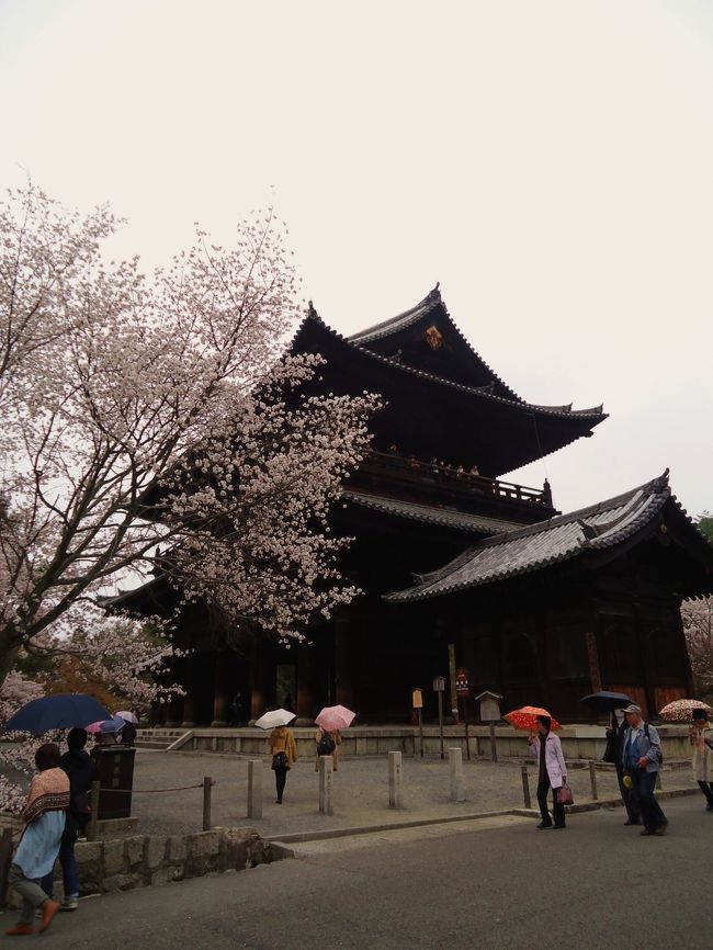 桜も散ってる木がありました。<br /><br />今年の桜の開花はやはり早かったのか？！