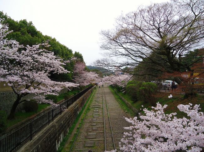 インクラインの桜満開です<br /><br />ヾ(＠⌒ー⌒＠)ノ<br /><br />