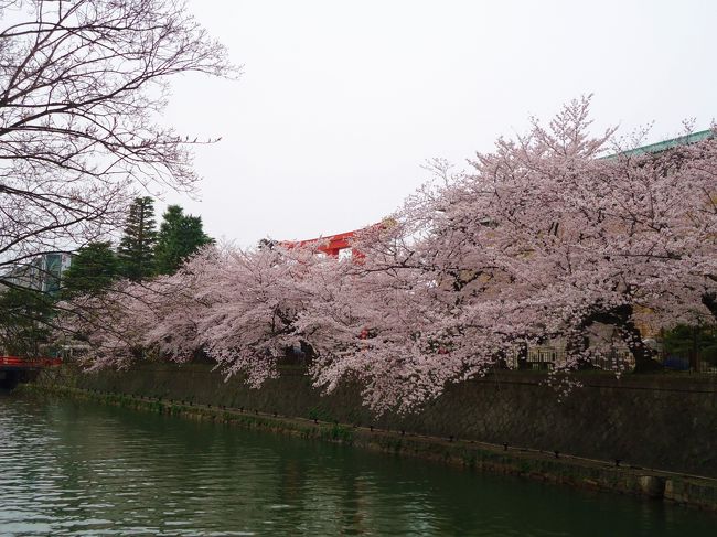 ここの桜も見事ですね〜