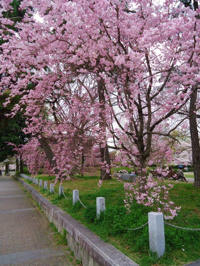 平安神宮の前にてしだれ桜が見事です。