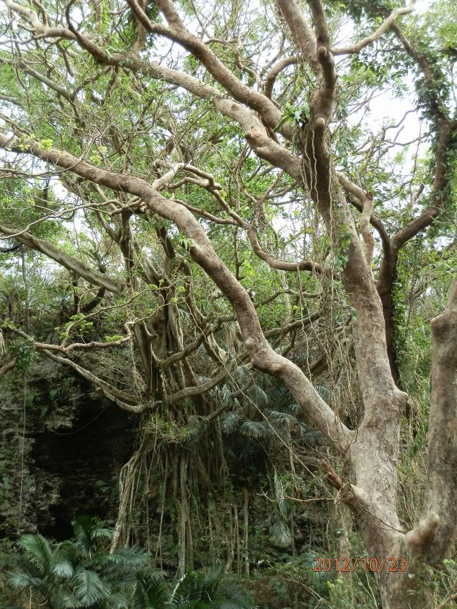 鍾乳洞が崩壊してできた谷間。<br />そこに広がる、自然豊かな森を歩きます。