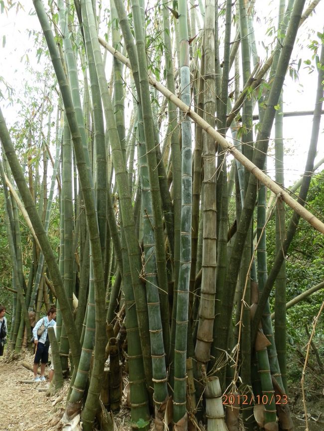 すんごい巨大な竹です。