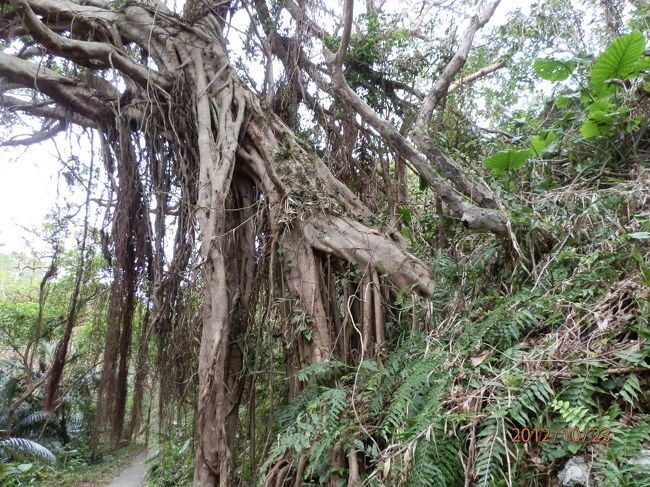 まるで足がたくさん生えてるよう。