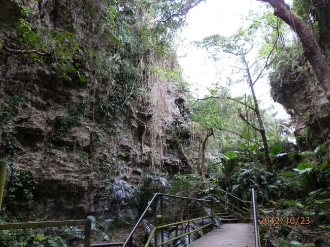 太古の森感、漂ってます。