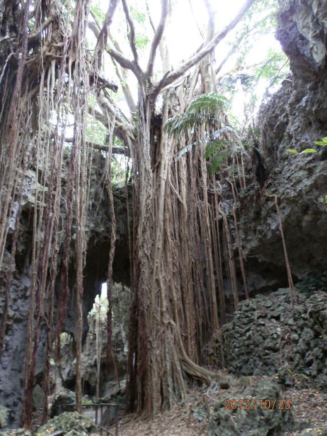 突然現れました。<br />森の賢者、大主ガジュマルです。