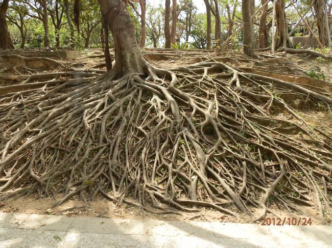 すごい根っこです。