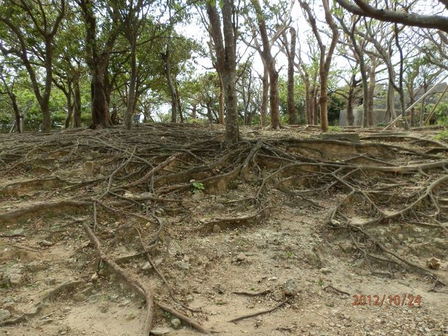 木の根道みたいなとこに来ました。