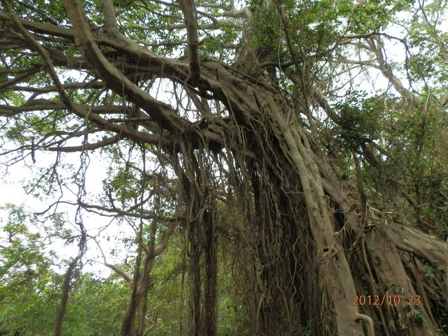 枝から根っこ？がいっぱい。