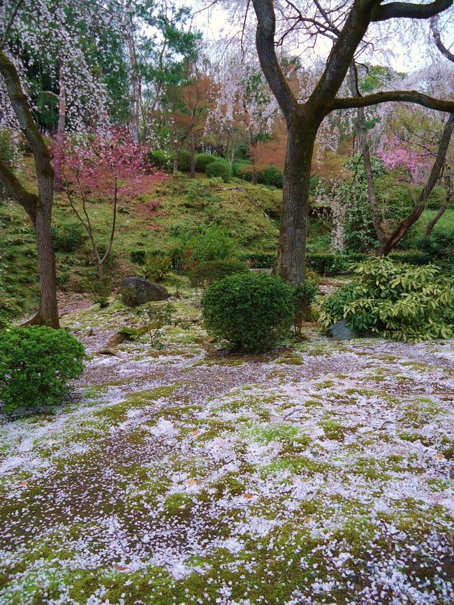 結構桜の花びら落ちてます。