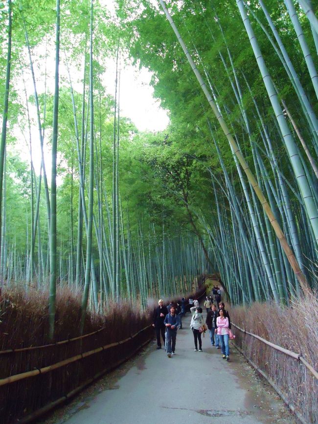 竹林<br /><br />今回はここで終わり。<br /><br />時間もないので進みませんでした。