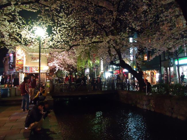 夜桜もいい感じです〜