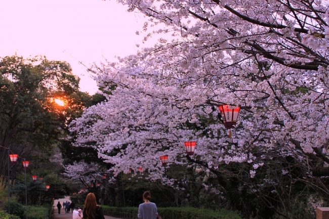 栗林公園 松 桜 ライトアップ 夕暮れの桜 丸亀城 高松 香川県 の旅行記 ブログ By Rupannさん フォートラベル