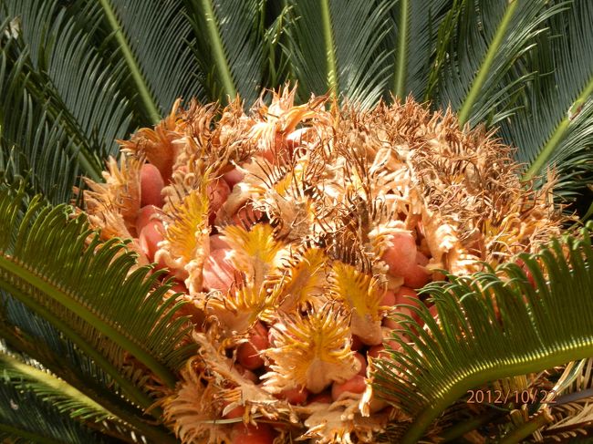 ソテツの中は、こんなでした。