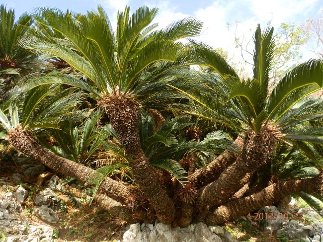 立派なソテツです。<br />