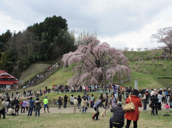 ぼーっと眺めてたら、わんこ連れたご家族が、わいわいと・・