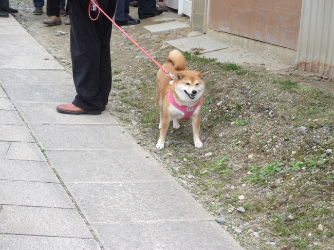 わんこ連れ多数。