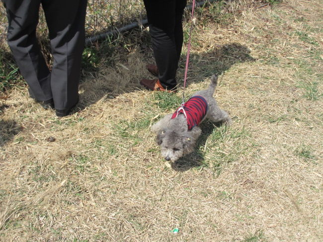 山に夢中なご夫婦の退屈そうなわんこ。
