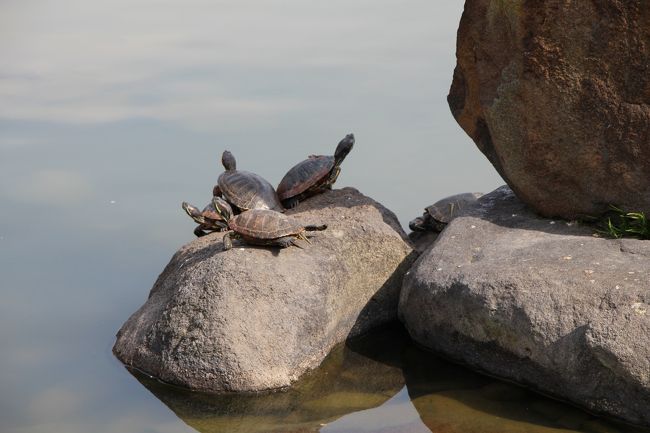 猿沢池には、日本の淡水ガメの殆どの種類が生息しているそうです。