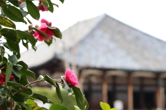 境内には、椿がきれいに咲いています。