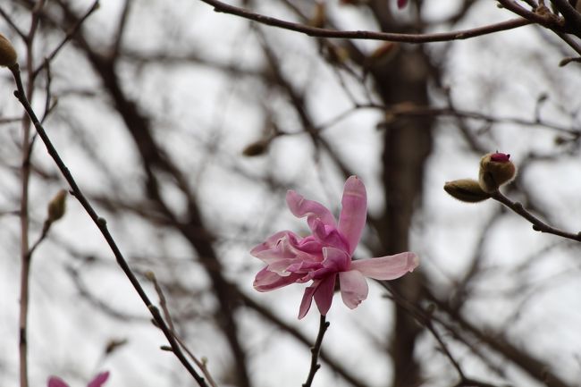町並みで見かけたシデコブシの花。