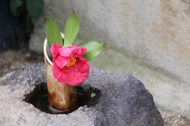 元興寺小塔院跡の手水鉢に活けられた椿一輪。