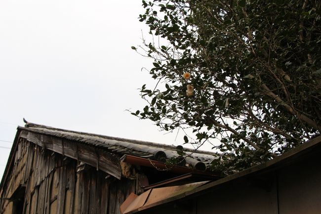 お庭には白い椿が咲いています。