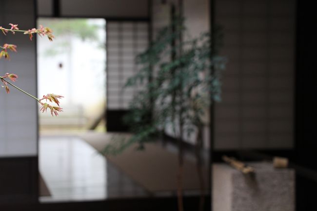 芽吹き始めたもみじが春の訪れを告げています。