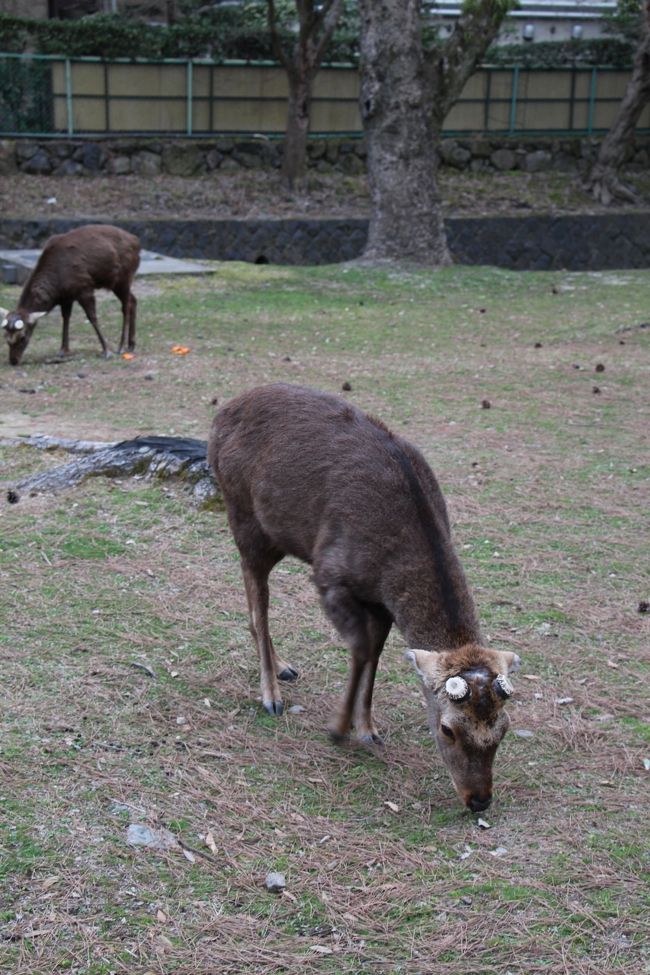 奈良公園でお馴染みの鹿たちですが、まだ角が伸びていませんね。<br /><br />雄鹿の角で観光客を傷つけないよう、毎年１０月に奈良公園の角きり場で、秋の伝統行事「鹿の角きり」が行われます。<br /><br />この行事は、勢子といわれる人たちが角きり場に追い込まれたシカを捕まえ、神官が角を切るという、古都の秋を彩る勇壮な行事です。