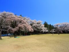 10：20　春日公園

春日城跡が公園として整備されています。
彼岸桜や染井吉野など200本。


駐車場無料