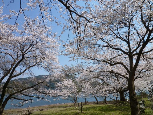海津大崎 春爛漫の奥琵琶湖 桜のトンネル 高島 滋賀県 の旅行記 ブログ By Poohfeeさん フォートラベル