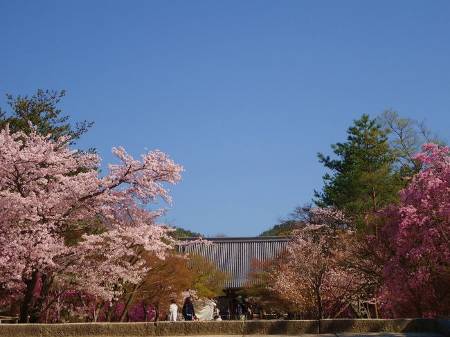 やはり青空だと<br /><br />桜が映えて綺麗です！