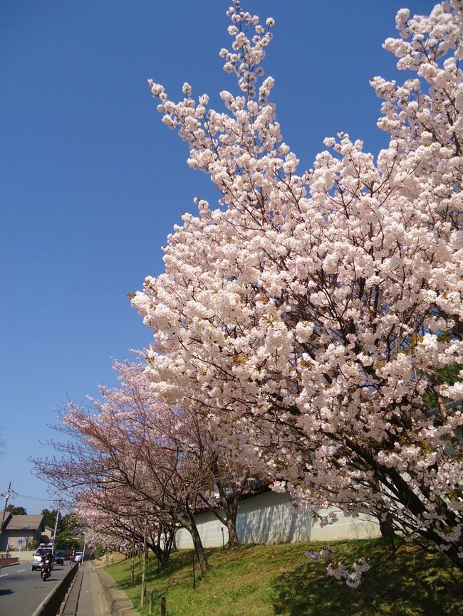 仁和寺から今度は龍安寺へ。<br /><br />近いけどバスで行くことにします。<br /><br />今日も1日乗車券購入したので。<br />