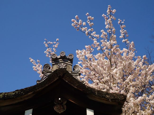 龍安寺へ到着<br /><br />山門の桜も綺麗です。