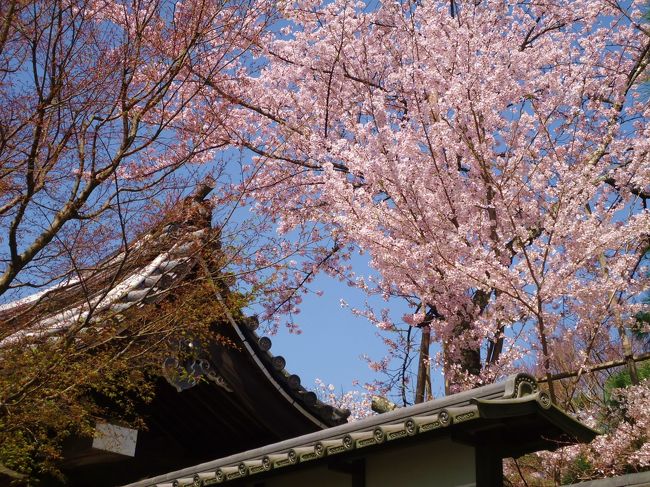 はい。<br /><br />龍安寺終わりです。<br /><br />今度は祇園へ行きます。