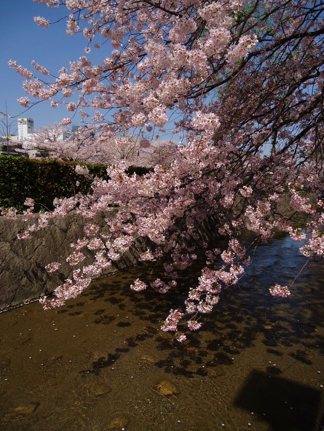 私はしだれ桜よりも<br /><br />山桜の方が好きです(*´∀｀*)