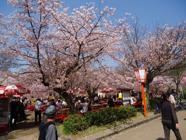 今日は天気いいから花見してる<br /><br />人達が多いです。