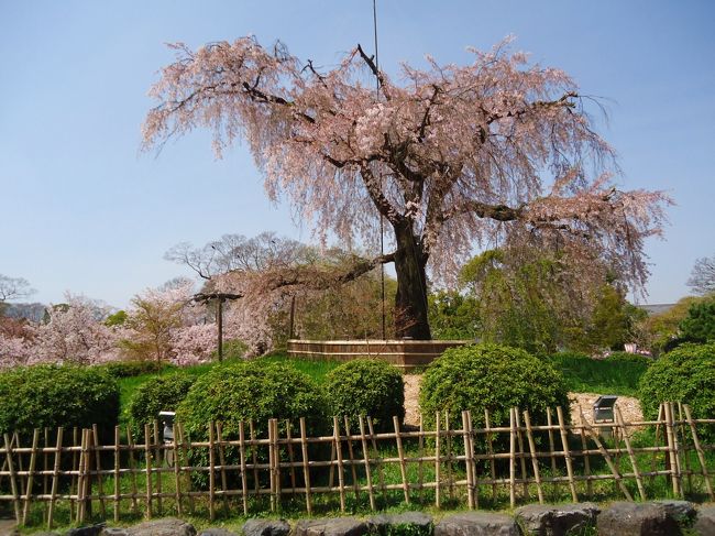 円山公園のしだれ桜<br /><br />だいぶ散ってて残念
