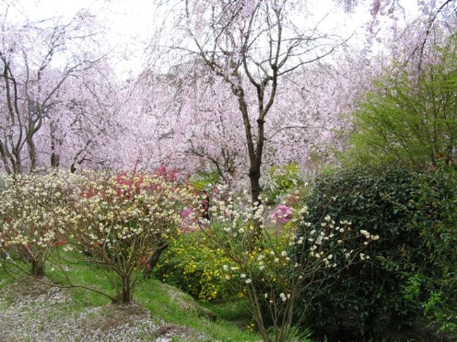 京都の桜 日帰り旅1 原谷苑と仁和寺 今出川 北大路 北野 京都 の旅行記 ブログ By Koalaさん フォートラベル 京都の桜 日帰り旅1 原谷苑と仁和寺 今出川 北大路 北野 京都 の旅行記 ブログ By Koalaさん フォートラベル