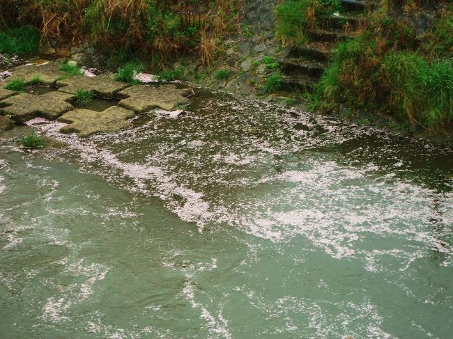 今日は風も強いです〜<br /><br />(;ﾟДﾟ)!<br /><br />桜の花びらが鴨川に散ってます。